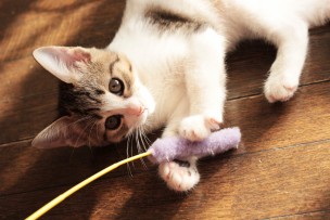 ねこ