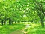 自然に囲まれると、気持ちがいい